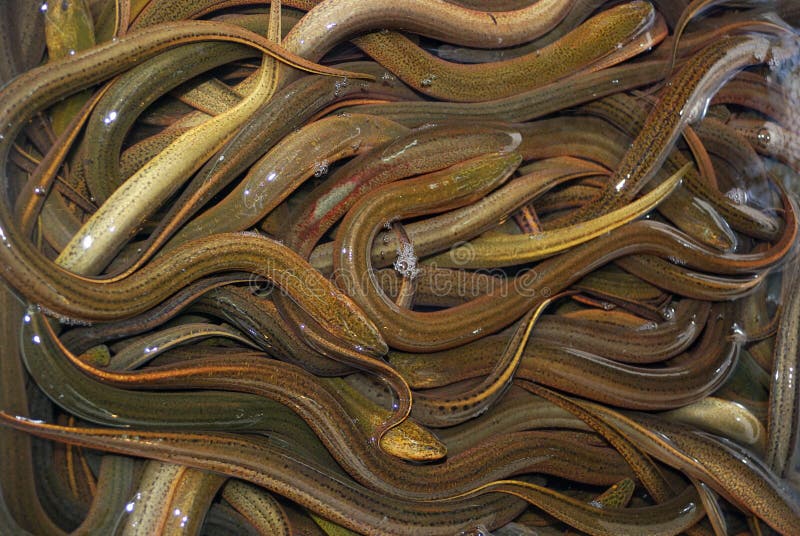 Eels In Qingping Market Guangzhou China Stock Image Image