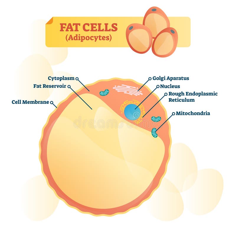 Fat Cell Structure Vector Illustration. Labeled Anatomical Adipocyte Diagram Stock Vector - Illustration of calorie, labeled: 127154941
