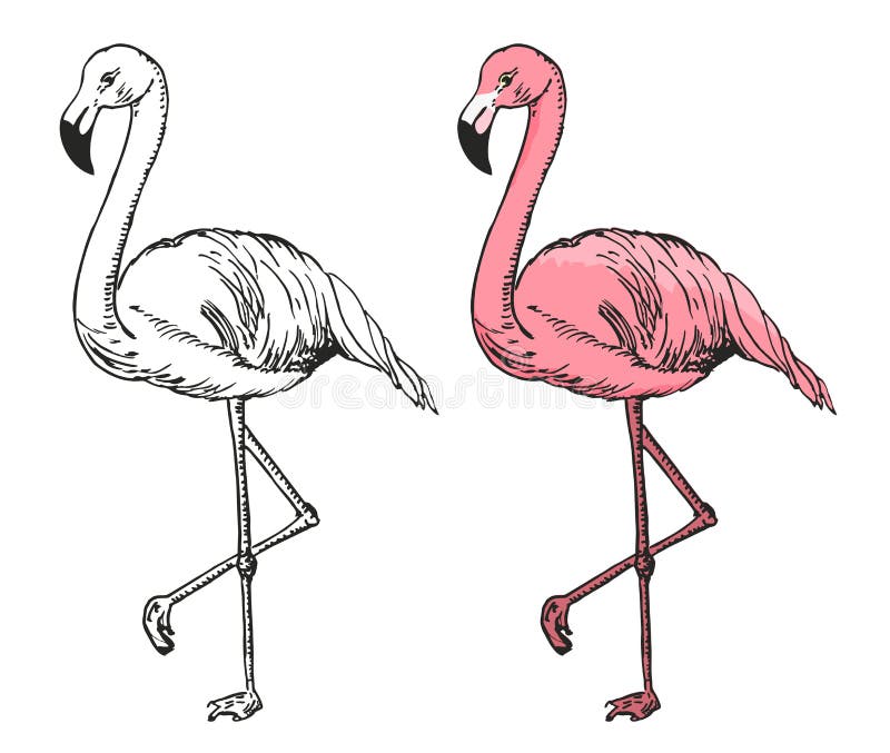 Flamingo Sketchup