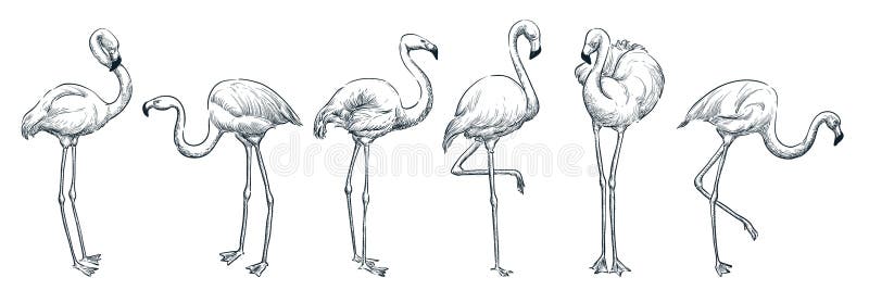 Flamingo Sketchup