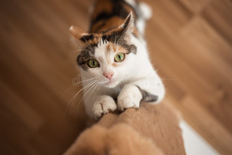 Gato Afia Suas Garras No Ponto De Arranhar Foto De Stock Imagem De