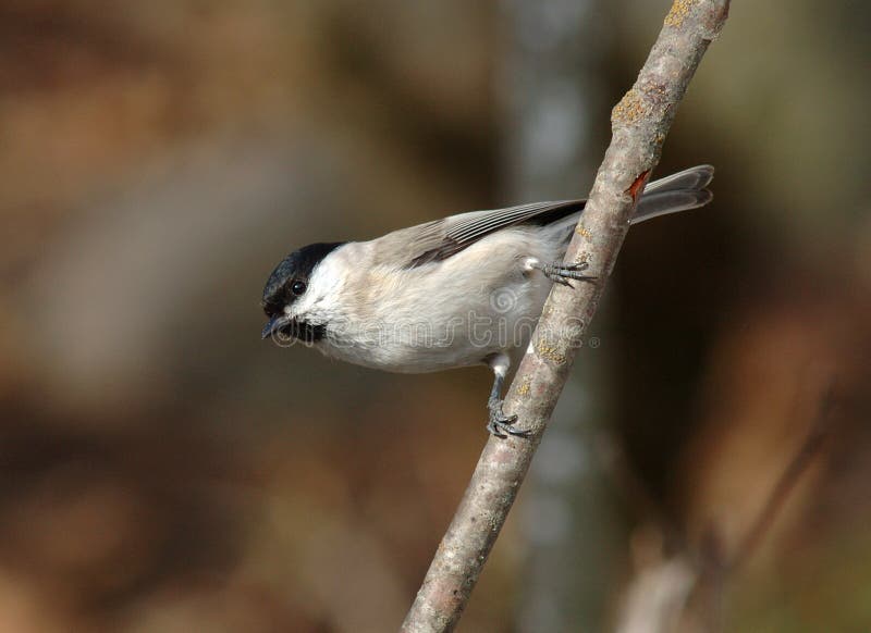 glanskop,山雀沼泽,poecilepalustris.斗鱼0220图片