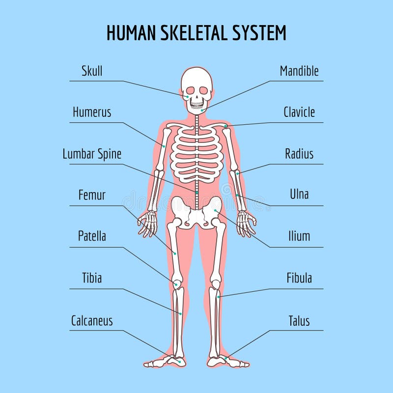 Clipart Of The Skeletal System