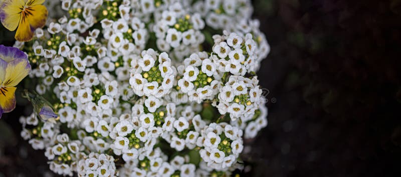 Lobularia Maritima Alyssum Maritimum Sea Alder Or Alyssum With Black