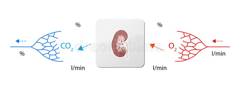 Menschliche Blutkreislauf Lungen Didaktische Platte Der Anatomie Des