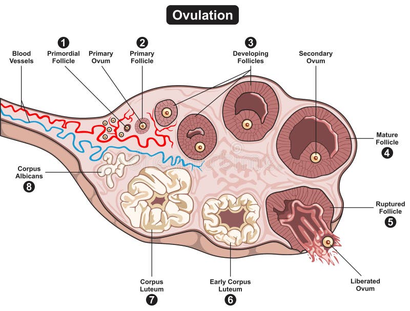 Ovulation Of Human Female Reproductive System Infographic Diagram Stock