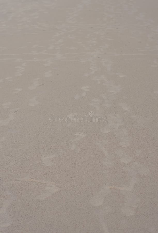 Passos Sobre A Areia Pegadas Na Praia Do Mar Arenoso Puri Orissa