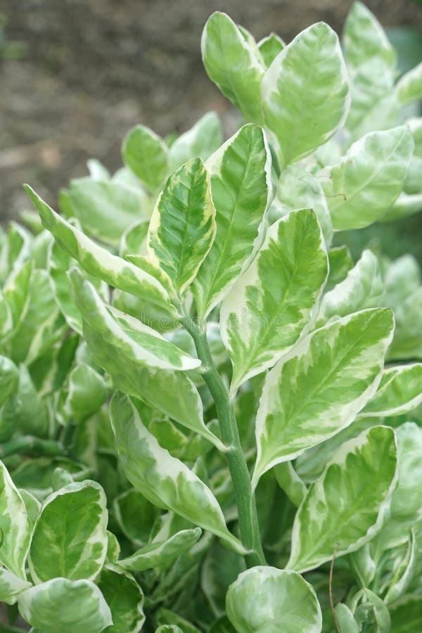 Queja De Los Tithymaloides Del Pedilanthus En Jard N De La Naturaleza