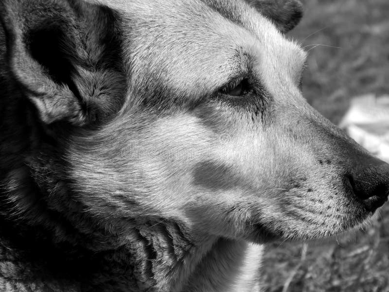 Retrato Del Primer Triste Del Perro En Imagen Blanco Y Negro Foto De