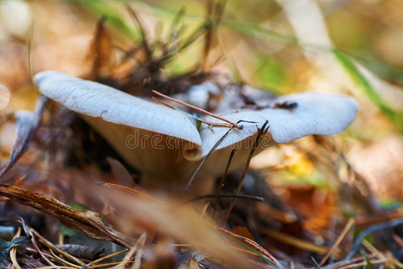 Seta Blanca En El Bosque En El Fondo De Las Agujas De La Hierba Y Del