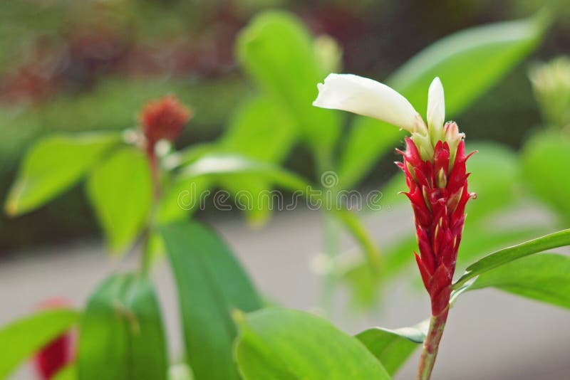 plants call excellent morning gardening on a slope pictures