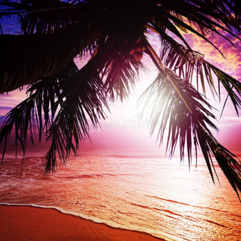 Beach Sunset Or Sunrise With Tropical Palm Trees Stock Image Image Of