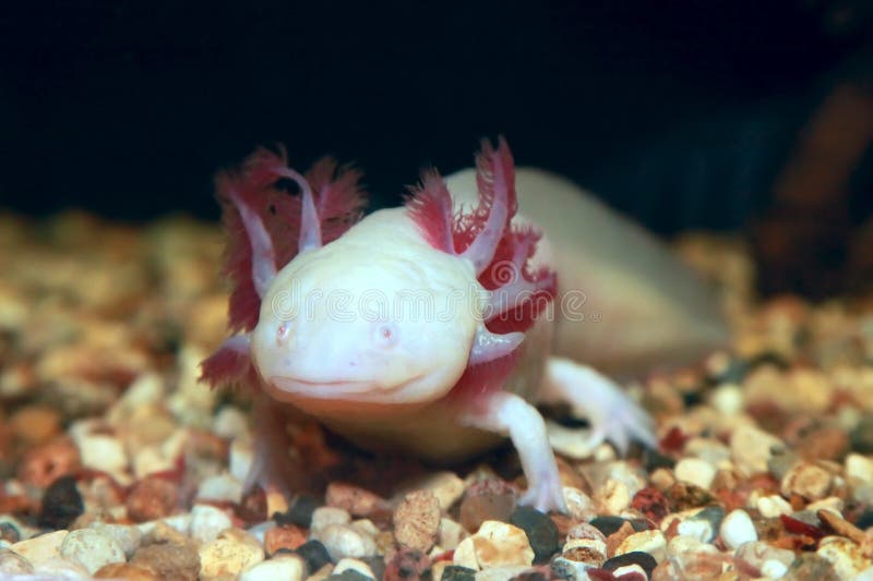 Axolotl Mexican Walking Fish Ambystoma Mexicanum Stock Photo Image