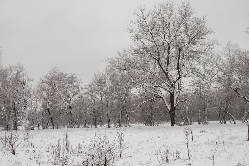 Winter Day River Frozen Covered With Ice And Naked Trees Covered