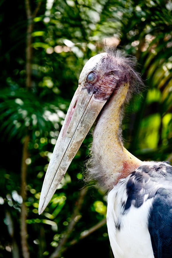 手机制作眨眼照片