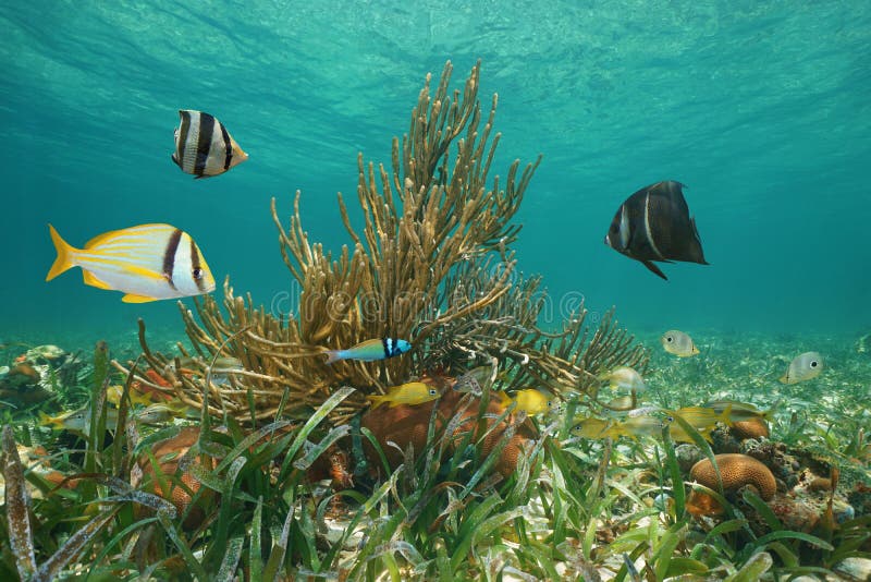 水下的海洋生物鱼加勒比海古巴