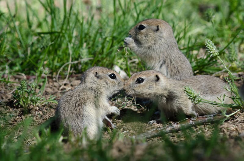 分享一个精美小的亲吻的两只逗人喜爱的地松鼠 照片拍摄时间: april