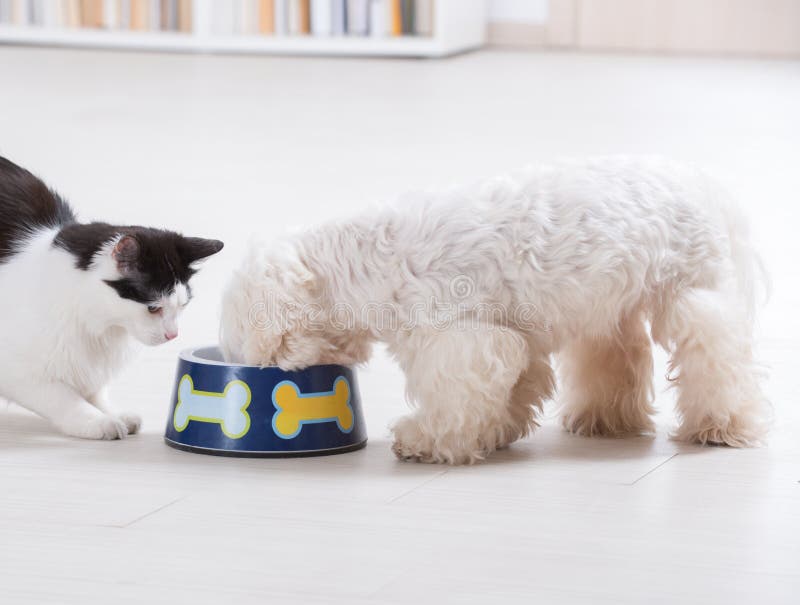 图片 包括有 似犬, 小狗, 装载, 一起, 提供, 健康, 食物, 国内