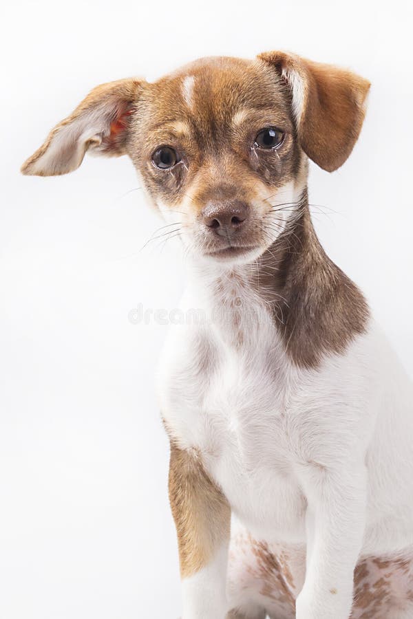 需要帮助的哀伤的小狗.