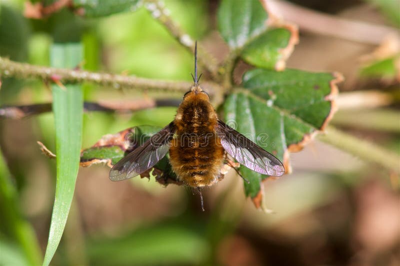 在一片叶子的蜜蜂飞行在春天阳光