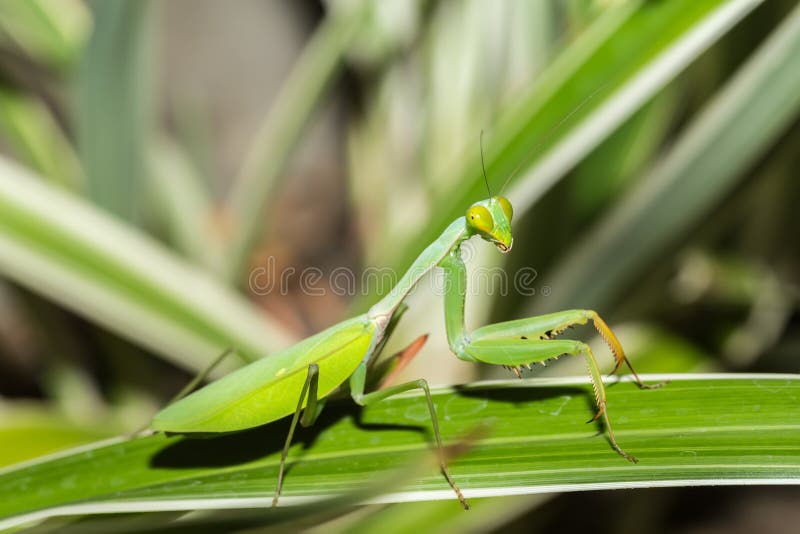 在叶子,马达加斯加的螳螂.