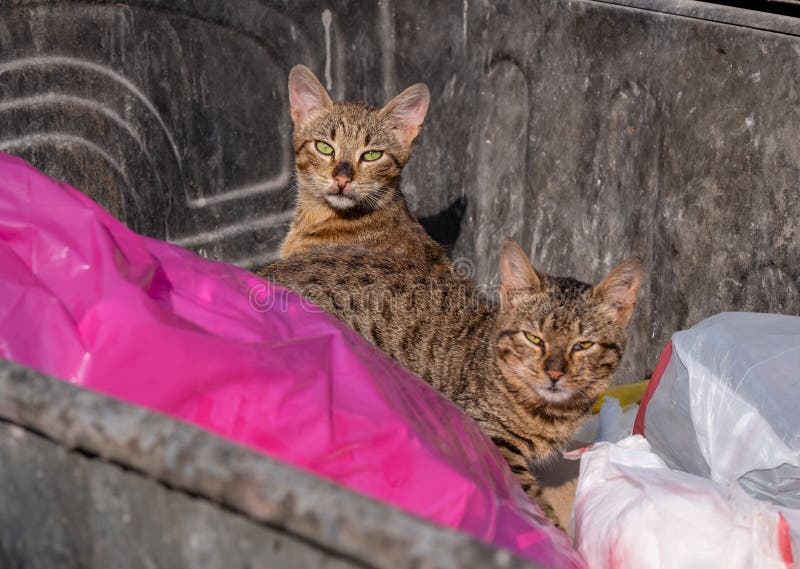 在大型垃圾桶的两只离群猫在出现黑山的海岸有罪在被捉住上 离群猫是