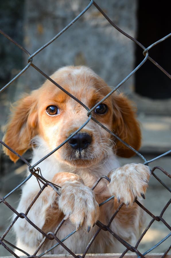 在范围小狗之后