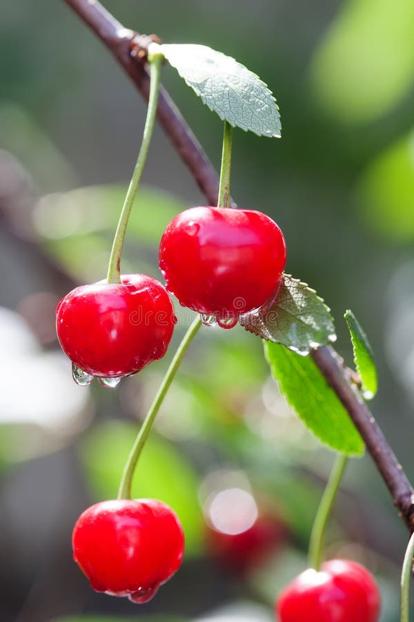 在雨以后的有机红色樱桃分支 与雨珠的成熟莓果树,夏时庭院背景 有