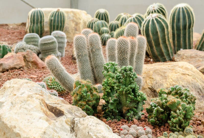 沙漠植物(仙人掌)在庭院里 库存图片