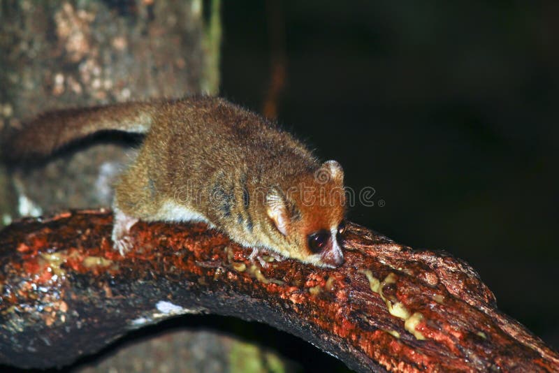 布朗老鼠狐猴(microcebus rufus)在雨林里在马达加斯加(ranomafana)