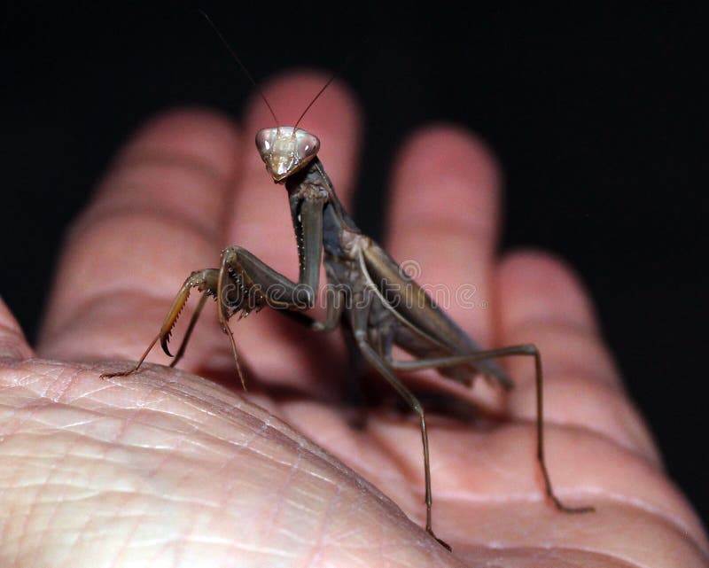图片 包括有 的百威, 现有量, 消歧, 友好, 昆虫, 眼睛, 螳螂