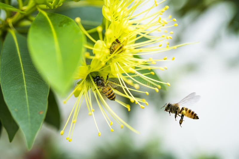 收集花粉的飞行蜜蜂在黄色花