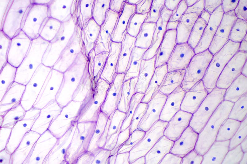 光学显微镜下可见的细胞结构有哪些 升学入学