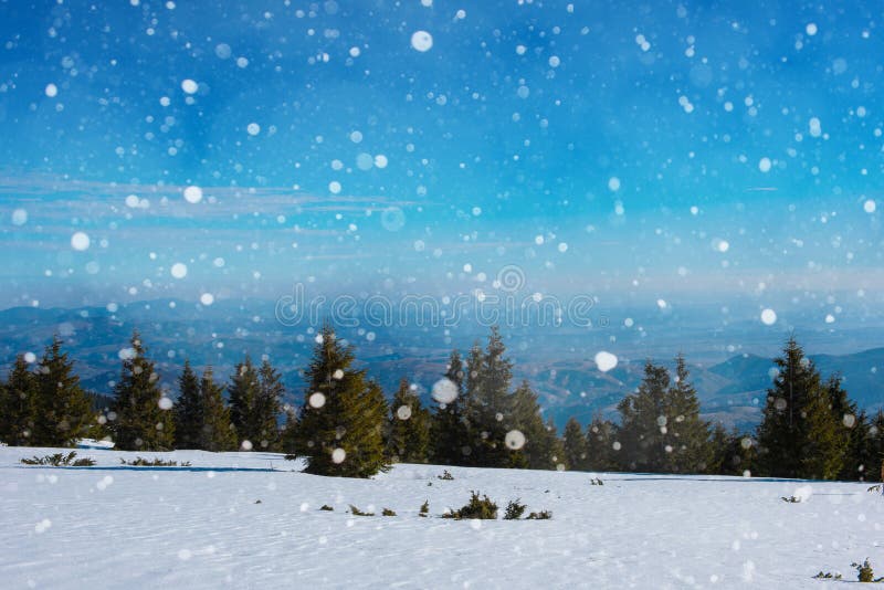 与冷杉木,雪花的冬天风景