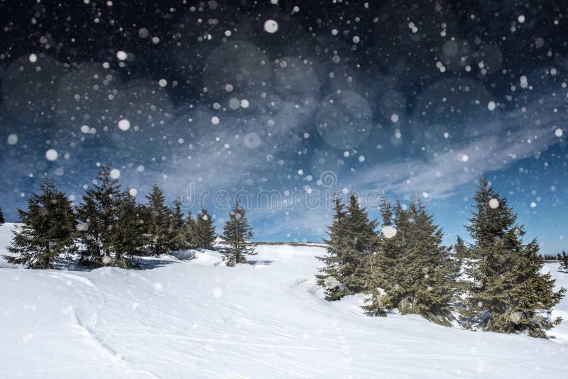 download 与冷杉木,雪花的冬天风景 库存照片.