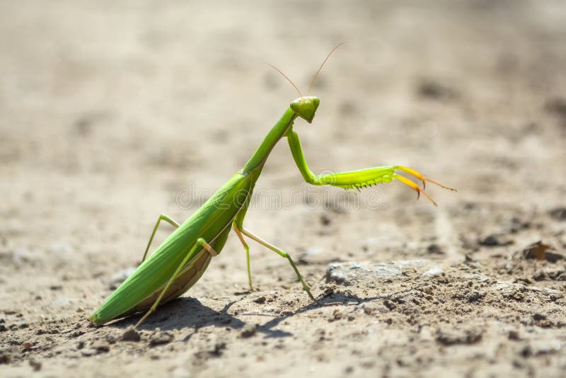 爬行在午间太阳的一条土路的螳螂