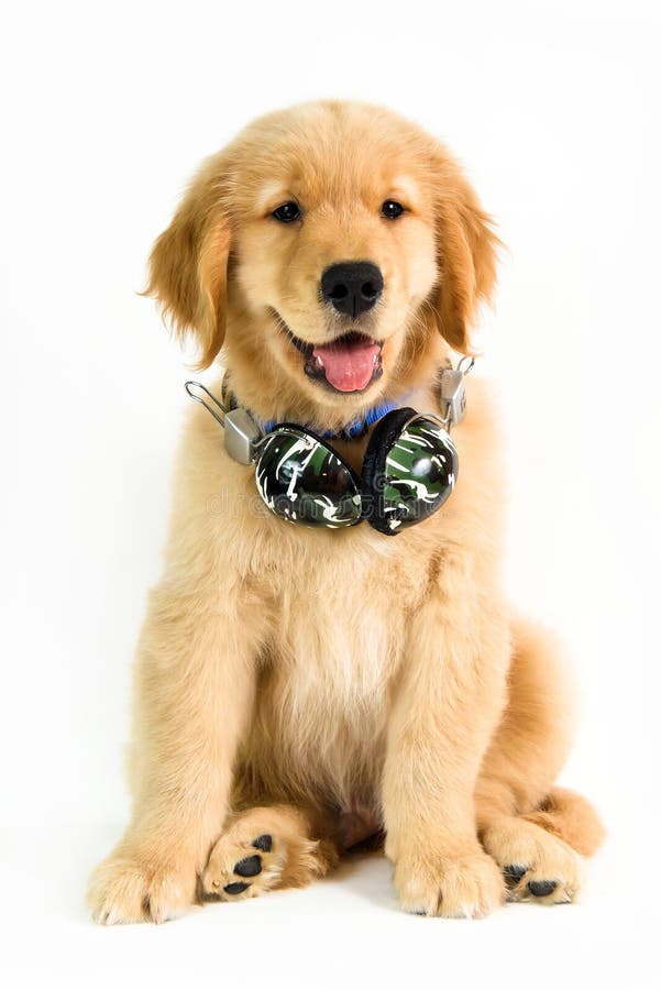 图片 包括有 英俊, 空白, 小狗, 背包, 逗人喜爱, 微笑 - 87545654