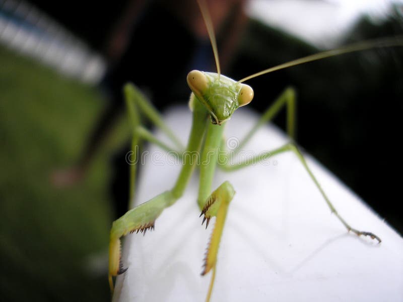 包括有 宏指令, 摄影, 本质, 昆虫, 眼睛, 绿色, 姿势, 通配, 螳螂
