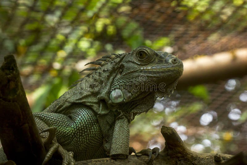 绿色鬣鳞蜥在动物园,它是最大的蜥蜴在南美