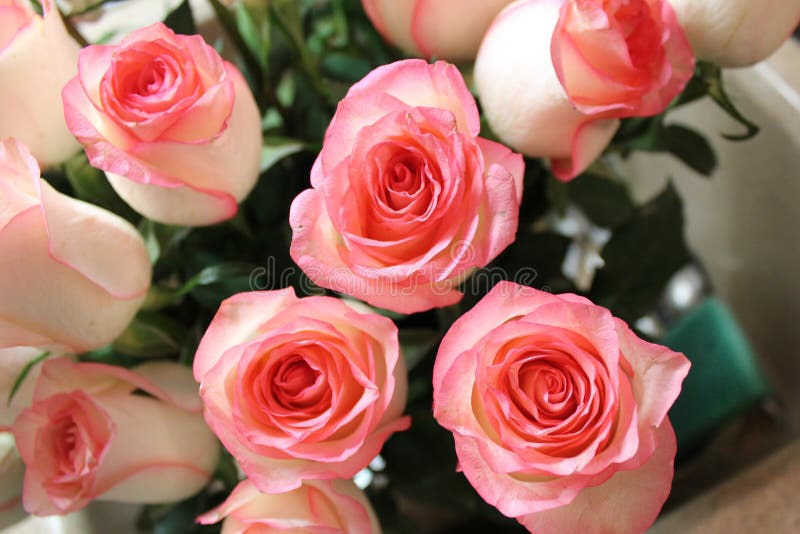 美丽的花束粉红色玫瑰. 特写镜头, 本质.