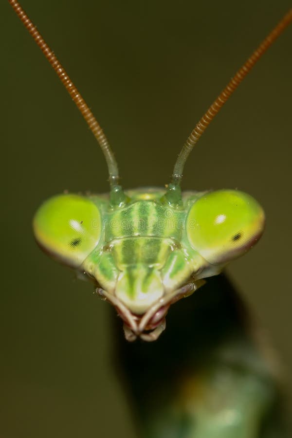 图片 包括有 绿色, ,并且, 黄色, 螳螂, 凝视, 橙色, 眼睛, 天线