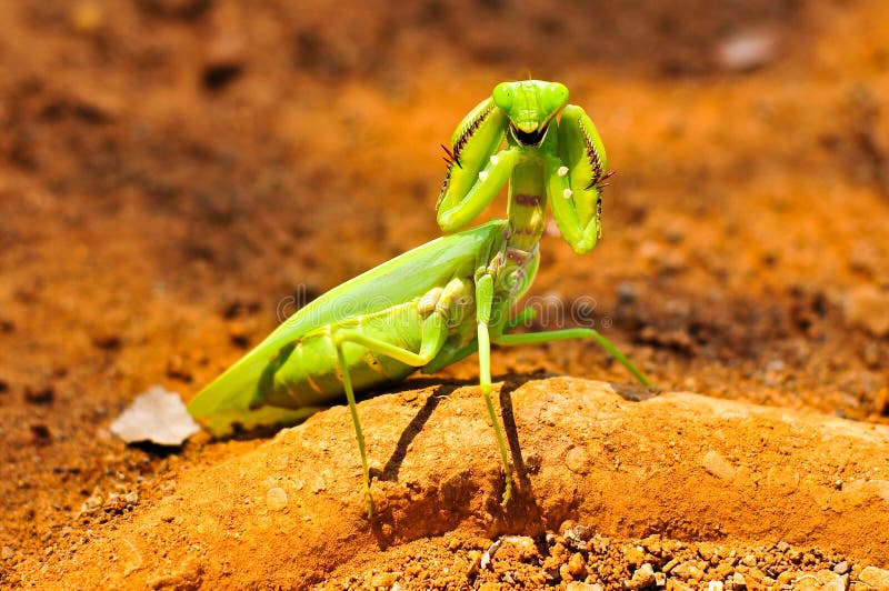 一只螳螂开始战斗.