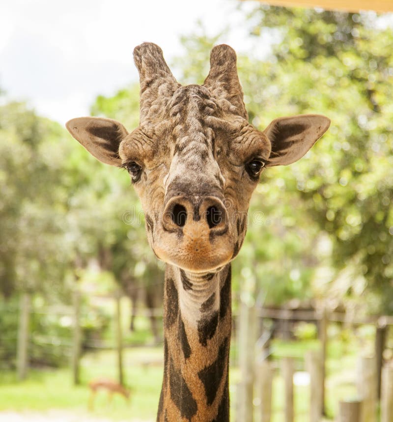 download 长颈鹿 库存照片.