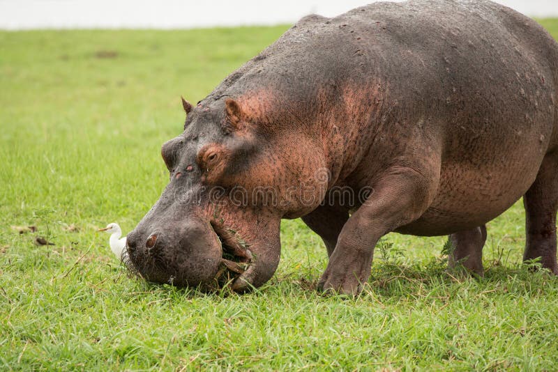 吃草的河马由chobe河,博茨瓦纳