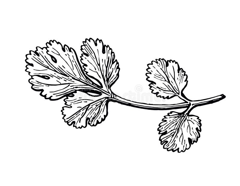 插画 包括有 食物, 成份, 工厂, 生气勃勃, 自然, 调味品, 蚀刻, 刻