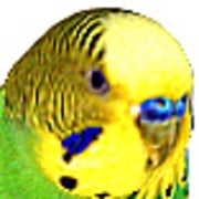 Suljo Suljo