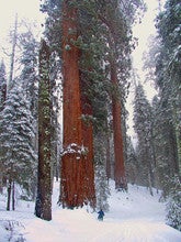Sequoia Elisabeth Carpenter (Sequoia414) Sequoia Elisabeth Carpenter (Sequoia414)