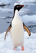 Adeliepenguin