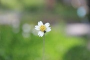 Pitsanu Kraichana (Pitsanu999) Pitsanu Kraichana (Pitsanu999)