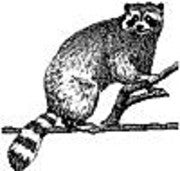 Viacheslav Gordin (Littleracoon) Viacheslav Gordin (Littleracoon)